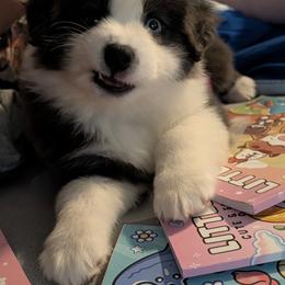 Australian Shepherd Puppies from Storm and Sage Australian Shepherds