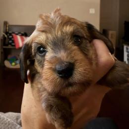 Eleven - Red female Dachshund puppy in Sulphur Springs, Texas from Waggin Beach Paradise Doxies