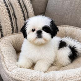 Patches - White male Shih Tzu puppy in Huntingdon, Pennsylvania from Shih Tzu Lovins