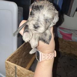 Black Collar - Merle male Schnoodle puppy in Winchester, Tennessee from Mahaffey’s Doodles