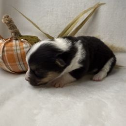 Girl 5 - Black and white female American Corgi puppy in Scottown, Ohio from Wyndy Ridge Corgis