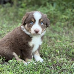 Aspen - Red tri male Miniature Australian Shepherd puppy in Natural Dam, Arkansas from Natural State Aussies