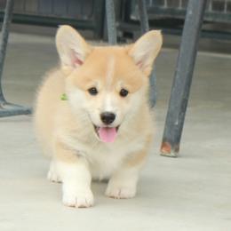 Green Collar Male - Red male Pembroke Welsh Corgi puppy in Victoria, Texas from Clear Creek Corgis