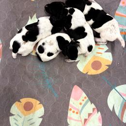 B - Black roan female German Shorthaired Pointer puppy in Pierz, Minnesota from RFP Pointers German Shorthaired Pointers