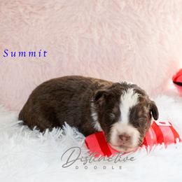 Summit - Red tri-color male Aussiedoodle puppy in Kennesaw, Georgia from Distinctive Doodle