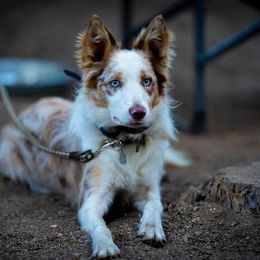 Josie - Border Collie