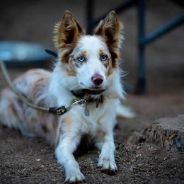 Josie - Border Collie