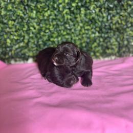 Lucy - Liver female Miniature Schnauzer puppy in Liberty, Texas from Texas Small Town Schnauzers