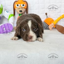 Mr. Green-2600 - Piebald male Dachshund puppy in Ocala/Gainesville, Florida from From the Heart Doxies