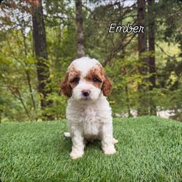 Ember - Parti female Goldendoodle puppy in Roseburg, Oregon from Dbos Furry Friends