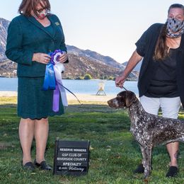 German Shorthaired Pointers and Miniature Pinschers from Desert Rose Kennel