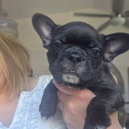 Maverick - male Boston Terrier puppy in Fort Myers, Florida from Legends Frenchton's, French Bulldogs ,Boston Terriers, Reindeer chihuahuas & French Bullhuahua's