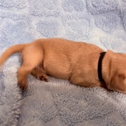 Briatol - Dark golden male Golden Retriever puppy in Seville, Ohio from Retriever Ranch