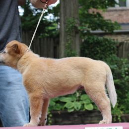 Australian Cattle Dog Puppies from Kanku