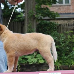 Australian Cattle Dog Puppies from Kanku