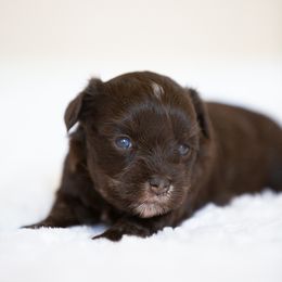 Miniature Schnauzer Puppies from Schnauzah