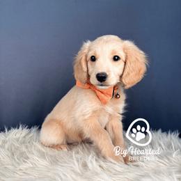 Finn - Cream male Companion Cross puppy in Utah County, Utah from Big Hearted Breeders