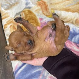 Bear - Red male Miniature Pinscher puppy in Lancaster, Missouri from White Stone Ranch