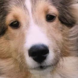 Shetland Sheepdogs from Oak Knoll