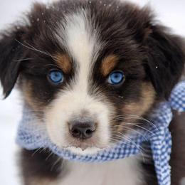 Aussiedoodles and Australian Shepherds from Woodland Aussies & Doodles