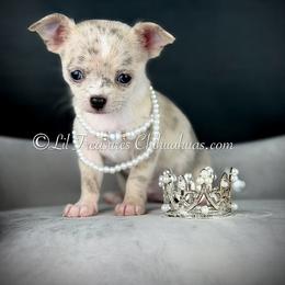 Christine - Merle female Chihuahua puppy in Anderson, South Carolina from Lil Treasures Chihuahuas