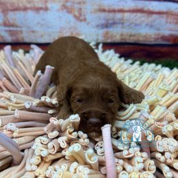 Girl 1 - female Australian Labradoodle puppy in Waxahachie, Texas from Dallas Labradoodles