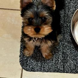 Yorkshire Terrier Puppies from Pixieland Yorkshire Terriers