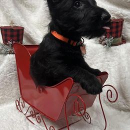 Scottie - Scottish Terrier