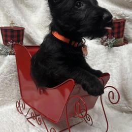 Scottie - Scottish Terrier