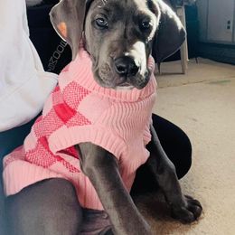 Great Dane Puppies from Night Magic Danes