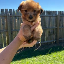 Biscuit - Sable male Yorkshire Terrier puppy in Beulaville, North Carolina from Sunset Ranch