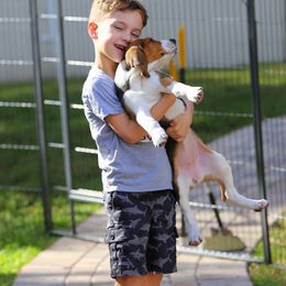 American Foxhound and American Staffordshire Terrier Puppies from Whitlow Kennel