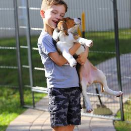 American Foxhound and American Staffordshire Terrier Puppies from Whitlow Kennel