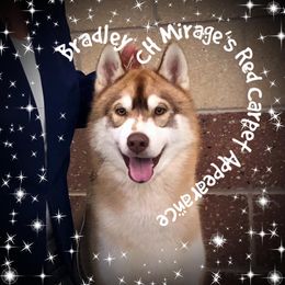 Bradley - Siberian Husky