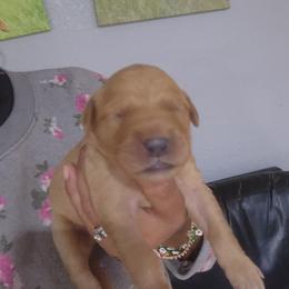 Milo - Golden male Golden Retriever puppy in Milwaukee, Wisconsin from Pedigree Golden Retrievers