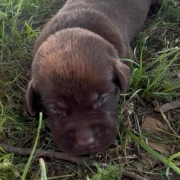 Orange - Chocolate female Labrador Retriever puppy in Kinta, Oklahoma from Beaver Creek Kennels
