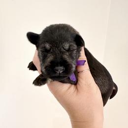 Dark Purple Girl - Salt and pepper female Miniature Schnauzer puppy in Floyd, Virginia from Little River Puppies