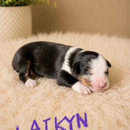 Laikyn - Blue merle female Miniature American Shepherd puppy in Sanger, California from Flying M Cactus Ranch Buddies