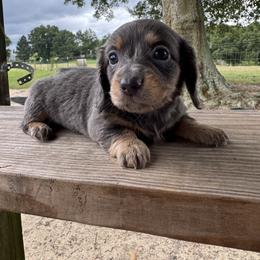 Dachshund Puppies from B’s Dachshunds