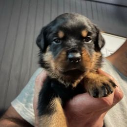 Girl 4 - Black and mahogany female Rottweiler puppy in Ridgeland, South Carolina from VHK Rottweilers