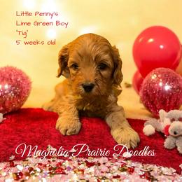 Tig - Red male Cavapoo puppy in Lavon, Texas from Magnolia Prairie Doodles