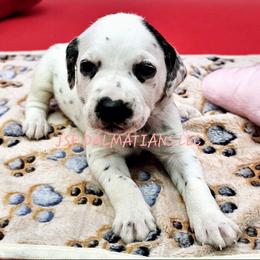 Hua Girl Anna - Dalmatian puppy in Conrath, Wisconsin from JSF Dalmatians LLC