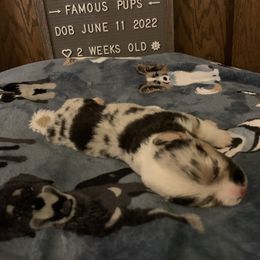 American Corgi Puppies from Mac-Kuz Kennels
