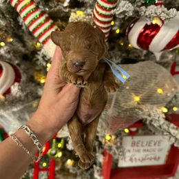 Snoopy (Blue Boy) - Red  male Goldendoodle puppy in Hot Springs, Arkansas from Hot Springs Kennels