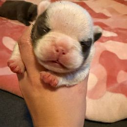 Pied boy 1 - Blue male French Bulldog puppy in Pennsylvania from R & C French Bulldogs