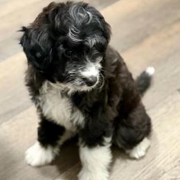 Purple collar toy - Black tri-color female Aussiedoodle puppy in 32046, Florida from River Hill Ranch
