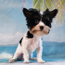 Archie - Black tan and white male Biewer Terrier puppy in Stockbridge, Georgia from Jenn’s Georgia Morkies and Biewer Terriers
