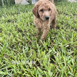 Goldendoodle Puppies from The Miller's Goldendoodles