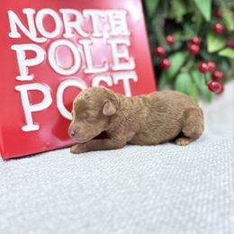 Isaac - Apricot male Poodle puppy in Monetta, South Carolina from Moonrise Poodles