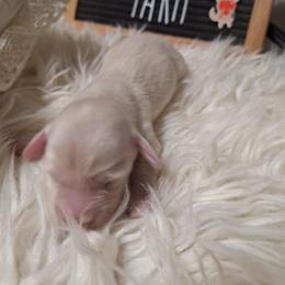 Four Cream - Cream female Dachshund puppy in Gordon, Georgia from Long Dogs Yellow Farm